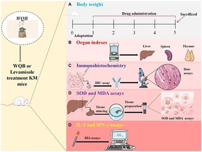 Effect of Wei Qi Booster on immune and anti-oxidative function in aged mice